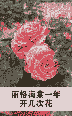 丽格海棠一年开几次花