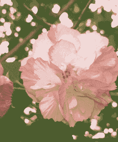 芙蓉花几月份开花