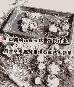 百合在冬季移栽有无影响