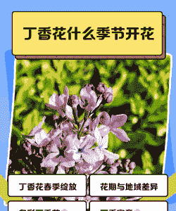 丁香花花期多长
