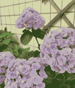 绣球花会变色吗