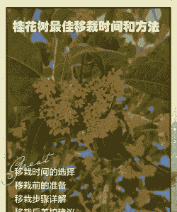 桂花树移栽后多久能确定死活