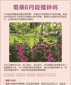 蜀葵6月可以播种吗