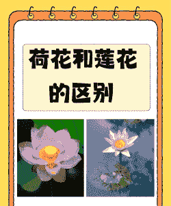 荷花和莲花一样吗
