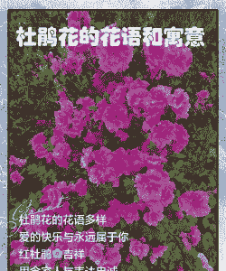 杜鹃花的花语