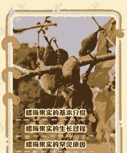 腊梅果子能吃不