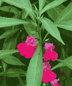 凤仙花是一年生还是多年生