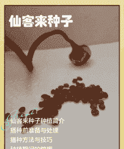 仙客来种子几月份种合适