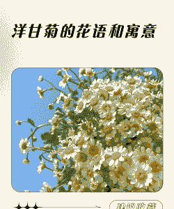 洋甘菊的花语是什么