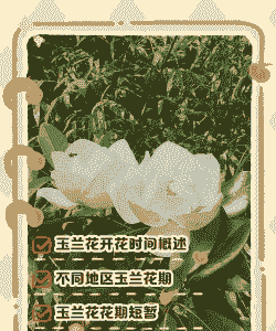 玉兰花几月份开花