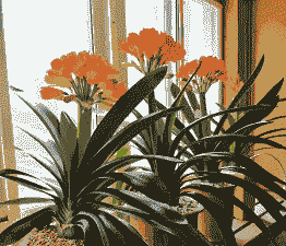 君子兰喜欢阳光吗