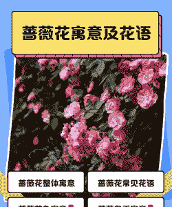 蔷薇花寓意及花语