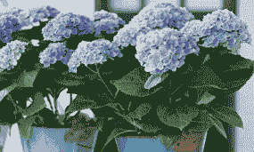 绣球花是多年生还是一年生