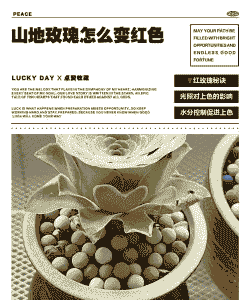 山地玫瑰会变红吗