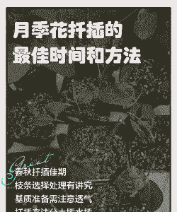 月季花扦插时间和方法