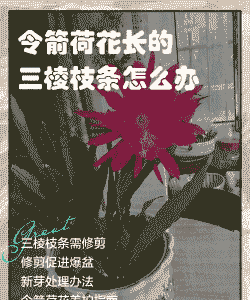 令箭荷花长的三棱枝条怎么办