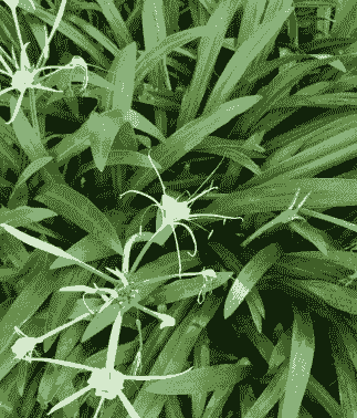 蜘蛛兰是名贵花吗