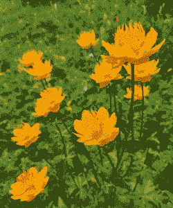 金莲花是什么花