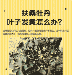 桑叶牡丹叶子发黄是什么原因