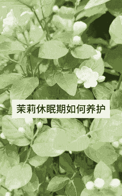 茉莉花耐寒多少度