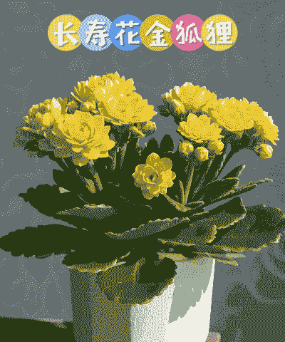 长寿花在10度左右能生长吗