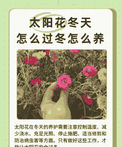 太阳花能过冬吗