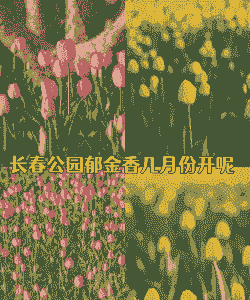 郁金香花期是几月