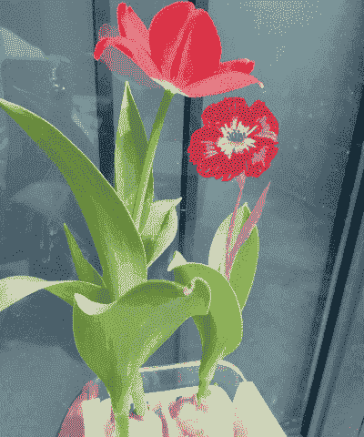 郁金香一年四季都可以种吗