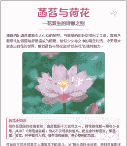 菡萏是什么花