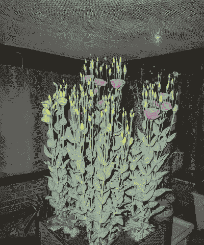 盆栽洋桔梗第二年还开花么