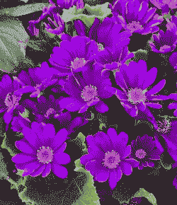 在北方瓜叶菊属于什么花卉