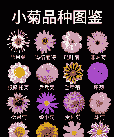 菊花属于什么花卉