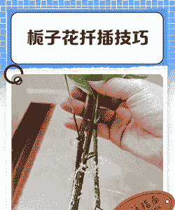 栀子花插枝能活吗