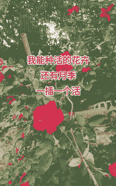 月季多久开一次花