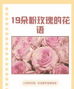 19朵粉色玫瑰花代表什么意思