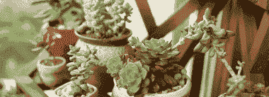 熊童子喜阴还是喜阳