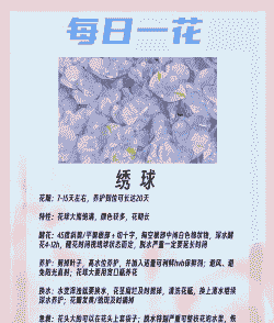 绣球花花期是几月
