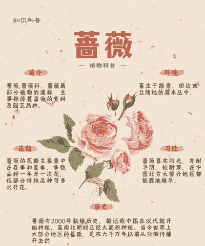 蔷薇花的花语是什么