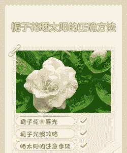 栀子花需要晒太阳吗