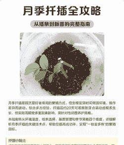 月季花扦插多久能生根