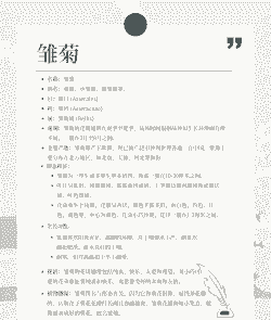 小雏菊的花语是啥