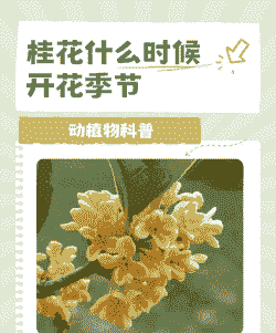 桂花是什么季节开花