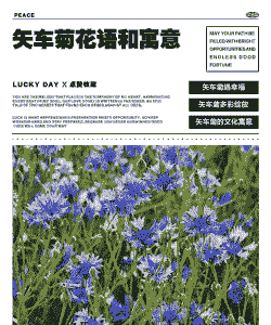 矢车菊象征着什么意思