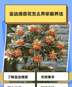 金边瑞香的养殖方法和注意事项