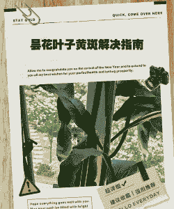 夏天昙花叶子发黄怎么办