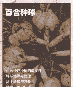 百合种球种植方法和注意事项