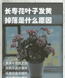 长寿花叶子发黄掉落是什么原因