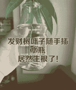 发财树叶子插水里能生根吗