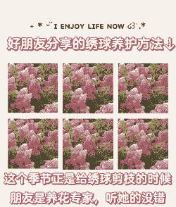 圆锥绣球修剪时间和方法