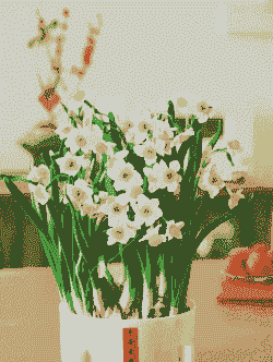 水仙花可以放室内吗